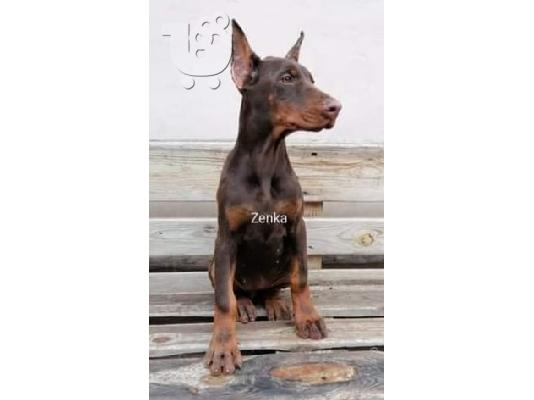 Doberman